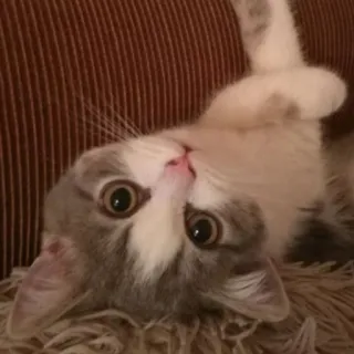 ☺️ cbdab3c7 猫, 小猫, 宠物, 动物, 可爱, 家养, 猫科 telegram sticker