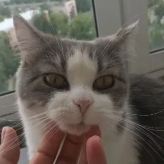 ☺️ ce8f9b7a 猫, 宠物, 动物, 猫科动物, 家猫, 灰色, 白色, 肖像 telegram sticker