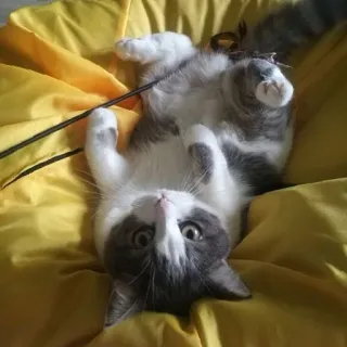 🤩 e009b52f 小猫, 猫, 可爱, 动物, 宠物, 顽皮 telegram sticker