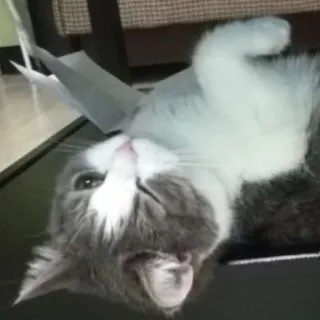 😉 e64ee62a 猫, 小猫, 宠物, 动物, 灰色, 白色 telegram sticker