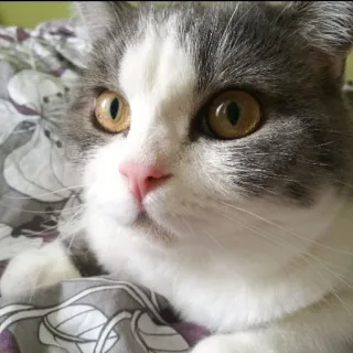 😎 fc7bc642 猫, 动物, 宠物, 可爱, 家养, 猫科 telegram sticker