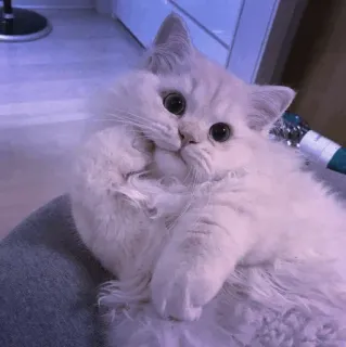 🤍 0989ab71 고양이, 새끼 고양이, 귀여운, 하얀 고양이, 복슬복슬한, 동물, 애완 동물 telegram sticker