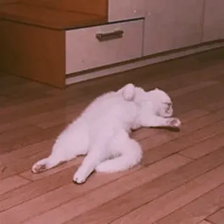 🤍 0a83f22b 고양이, 애완동물, 동물, 흰색, 가정적인, 자는, 귀여운 telegram sticker