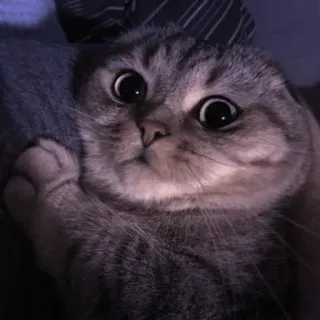 🤍 0fd321d4 고양이, 동물, 귀여운, 애완 동물, 눈, 포유류 telegram sticker