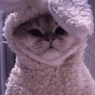 🤍 2fdb2d18 고양이, 새끼 고양이, 동물, 애완 동물, 토끼, 코스튬, 귀여운 telegram sticker