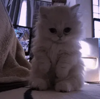 🤍 3972e84d 고양이, 새끼 고양이, 귀여운, 동물, 애완 동물, 하얀, 폭신한 telegram sticker