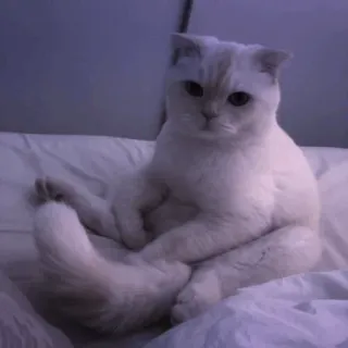 🤍 575212a2 고양이, 애완동물, 동물, 집고양이, 흰 고양이, 앉아있는 고양이 telegram sticker