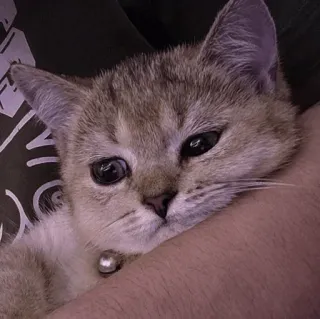 🤍 5ce24ab7 고양이, 새끼 고양이, 애완동물, 동물, 귀여운, 집고양이 telegram sticker