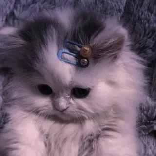 🤍 65ba16a1 새끼 고양이, 고양이, 애완 동물, 동물, 귀여운, 푹신한, 헤어 클립 telegram sticker