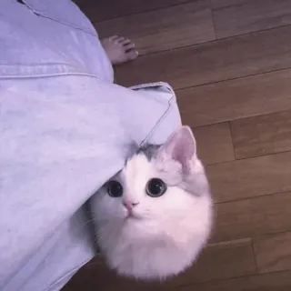 🤍 6e823069 고양이, 귀여운, 새끼 고양이, 애완 동물, 동물, 집고양이 telegram sticker