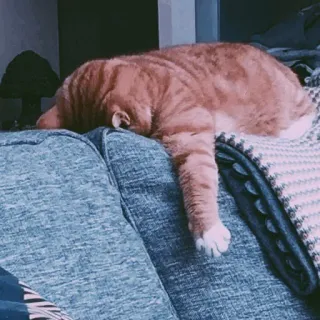 🤍 762091e9 고양이, 주황 고양이, 자는 고양이, 애완 동물, 동물, 소파, 게으른, 고양이과 telegram sticker