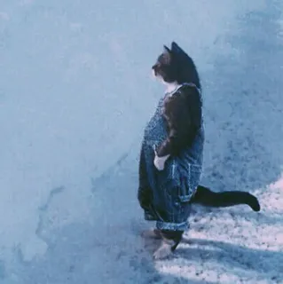 # 𝙆 𝙞 𝙏 𝙏 𝙀 𝙉  '𓃠 - @GGGG_i telegram stickers