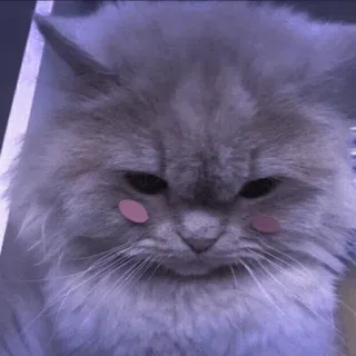 🤍 873f2d8b 고양이, 애완동물, 귀여운, 동물, 폭신한, 가축 telegram sticker