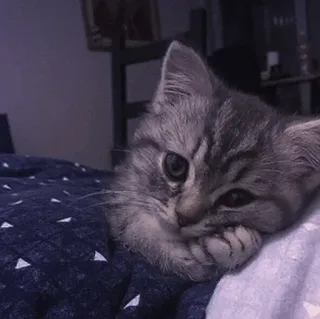 🤍 8a41d6ff 고양이, 새끼 고양이, 귀여운, 동물, 애완 동물, 가정적인, 고양이과 telegram sticker