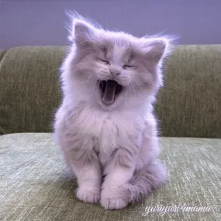 🤍 b314ed7b yuriyuri4mama 고양이, 새끼 고양이, 귀여운, 동물, 하품, 애완 동물, 작은 고양이, 회색 및 흰색 telegram sticker
