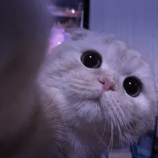 🤍 bce377c6 고양이, 새끼 고양이, 귀여운, 동물, 애완 동물, 인물 사진, 가정 telegram sticker