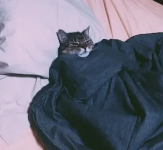 🤍 eb58eb6b 고양이, 자는, 담요, 애완 동물, 동물, 가정, 아늑한 telegram sticker