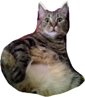 🐱 aaa75908 gatto, tigrato, animale, animale domestico, scioccato, divertente, gatto domestico telegram sticker