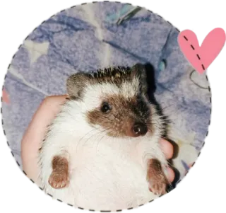 Ёжик я telegram stickers