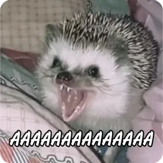 🤪 f1a41f7f AAAAAAAAAAAAAAAA 고슴도치, 동물, 비명, 귀여운, 웃긴, 밈 whatsapp sticker