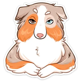 😐 e7b24a74 cane, animale domestico, animale, carino, pastore australiano, cucciolo whatsapp sticker