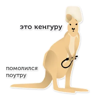 🙏 6f4cb53e это кенгуру помолился поутру kangur, zwierzę, rosyjski, tekst, śmieszne telegram sticker