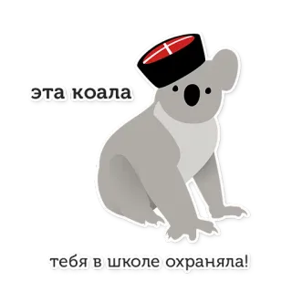 🐨 d4ac813e эта коала тебя в школе охраняла! Koala, Zwierzę, Śmieszne, Kapelusz, Rosyjski, Tekst telegram sticker