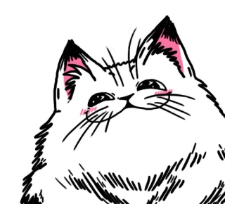 😏 b2a34849 gatto, carino, animale, animale domestico, gattino, soffice whatsapp sticker