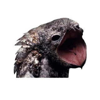 😆 977d6487 鸟, 动物, 野生动物, 自然, 生物 telegram sticker