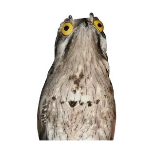 😳 a062b321 鸟, 动物, 野生动物, 自然, 可爱, 搞笑, 眼睛 telegram sticker