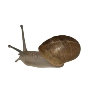 🐌 90d01f66 カタツムリ, 動物, 貝殻, 遅い, 自然, 庭, 軟体動物 telegram sticker