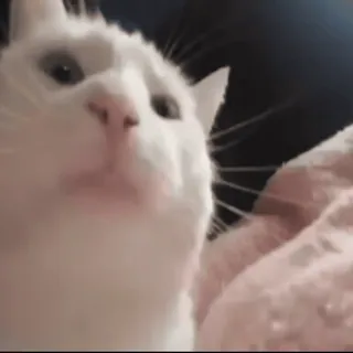 🍀 0074a887 mèo, trắng, thú cưng, động vật telegram sticker