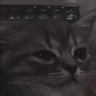 🍀 0ba5bd54 mèo, động vật, thú cưng, dễ thương telegram sticker