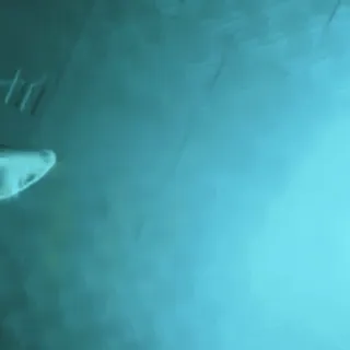 🍀 13279ae0 biển, đại dương, cá mập, động vật, dưới nước telegram sticker