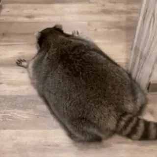 🍀 1c3d8ffc gấu mèo, động vật, động vật có vú, động vật hoang dã, thiên nhiên telegram sticker