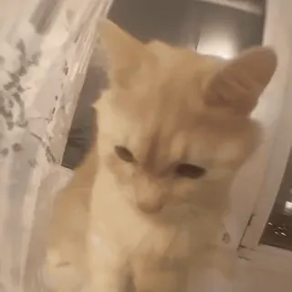 🍀 23fbec3b mèo, thú cưng, mèo con, dễ thương, động vật telegram sticker