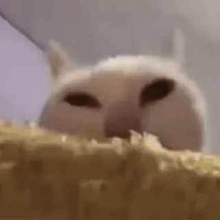 🍀 58a7f7ca mèo, mèo trắng, nhìn trộm, động vật, thú cưng telegram sticker