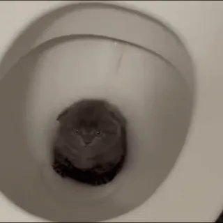 🍀 816f8935 mèo, nhà vệ sinh, nước, dễ thương, động vật telegram sticker