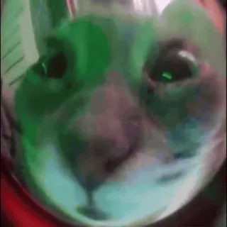 🍀 83f181ed mèo, động vật, thú cưng, hài hước, mũ bảo hiểm, xanh lá telegram sticker