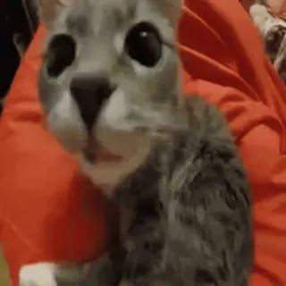 🍀 a02664bf mèo, mèo con, dễ thương, thú cưng, động vật telegram sticker