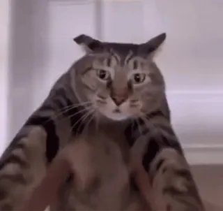 🍀 a4246bce mèo, động vật, hài hước, meme, vằn telegram sticker