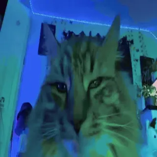 🍀 e522d98b mèo, thú cưng, động vật, mèo, chân dung telegram sticker