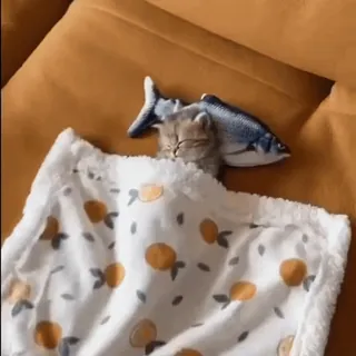 🍀 f3b514fc mèo, mèo con, buồn ngủ, cá, chăn, cam telegram sticker