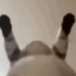 🍀 fc995a84 mèo, lộn ngược, hài hước, động vật telegram sticker