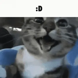 🌟 bae60af2 :D kucing, bahagia, tersenyum, hewan, meme telegram sticker