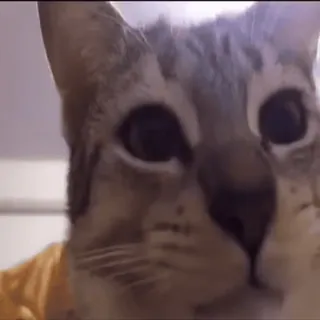 😦 fe96e9b5 kucing, hewan, hewan peliharaan, kucing domestik, close-up, felin, mamalia telegram sticker