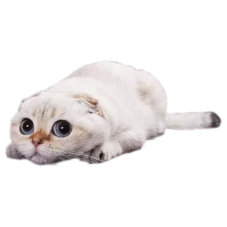 👀 44967204 кот, котенок, животное, питомец, милый, белый кот, шотландская вислоухая telegram sticker