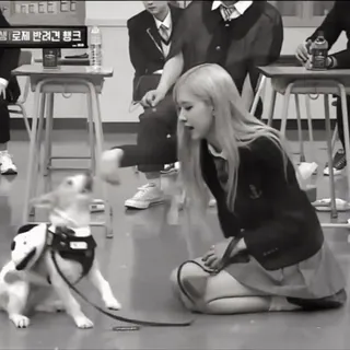 👒 ceda479f Rose 로제 반려고 팽크 狗, 宠物, 可爱, 韩流, Rose, BLACKPINK whatsapp sticker