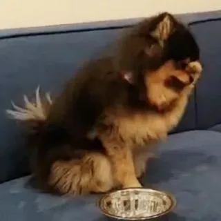 🧩 3adc0d68 dog, pomeranian, pet, animal, bowl, cute, domestic animal telegram sticker