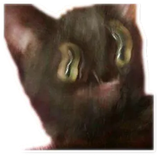 👽 1d5df749 Katze, schwarze Katze, Tier, Haustier, Augen, Meme telegram sticker